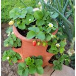 article image - Gardening – Strawberry Pots